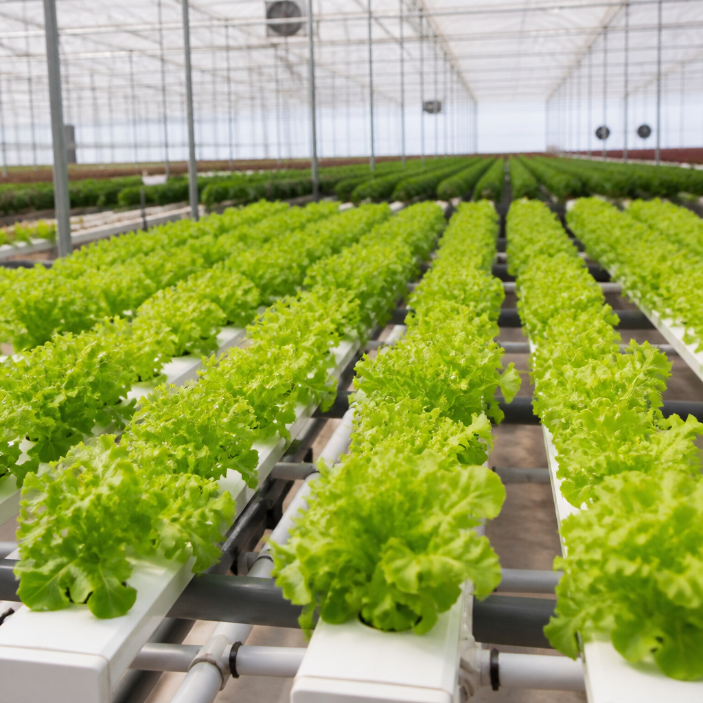 Hydroponic Greenhouse